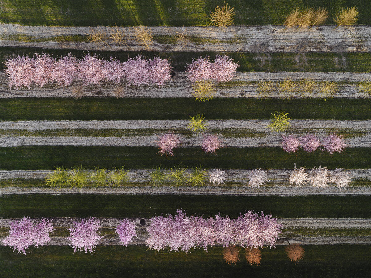 京都附近的森林地区