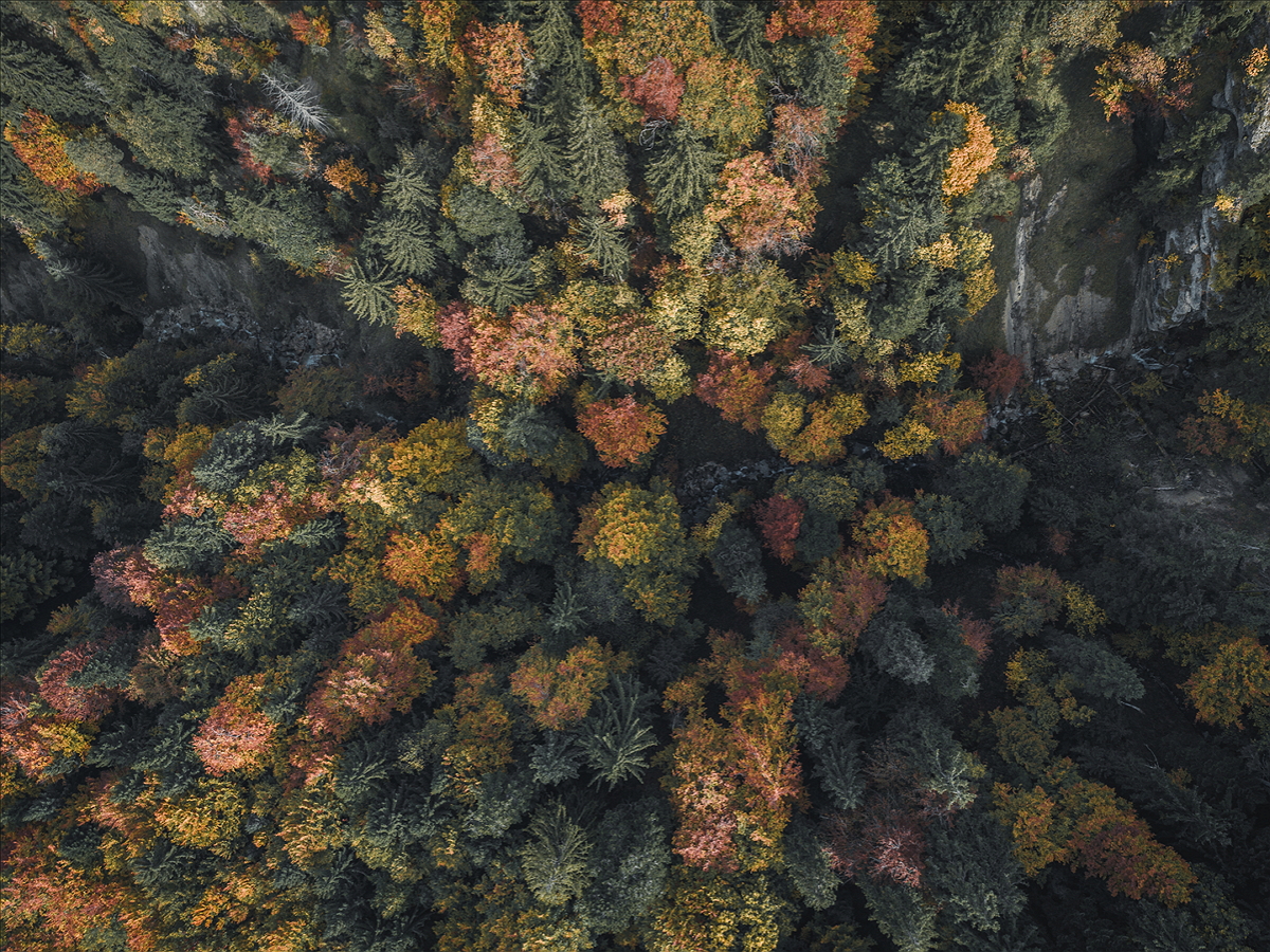 加拿大一处林区的航拍